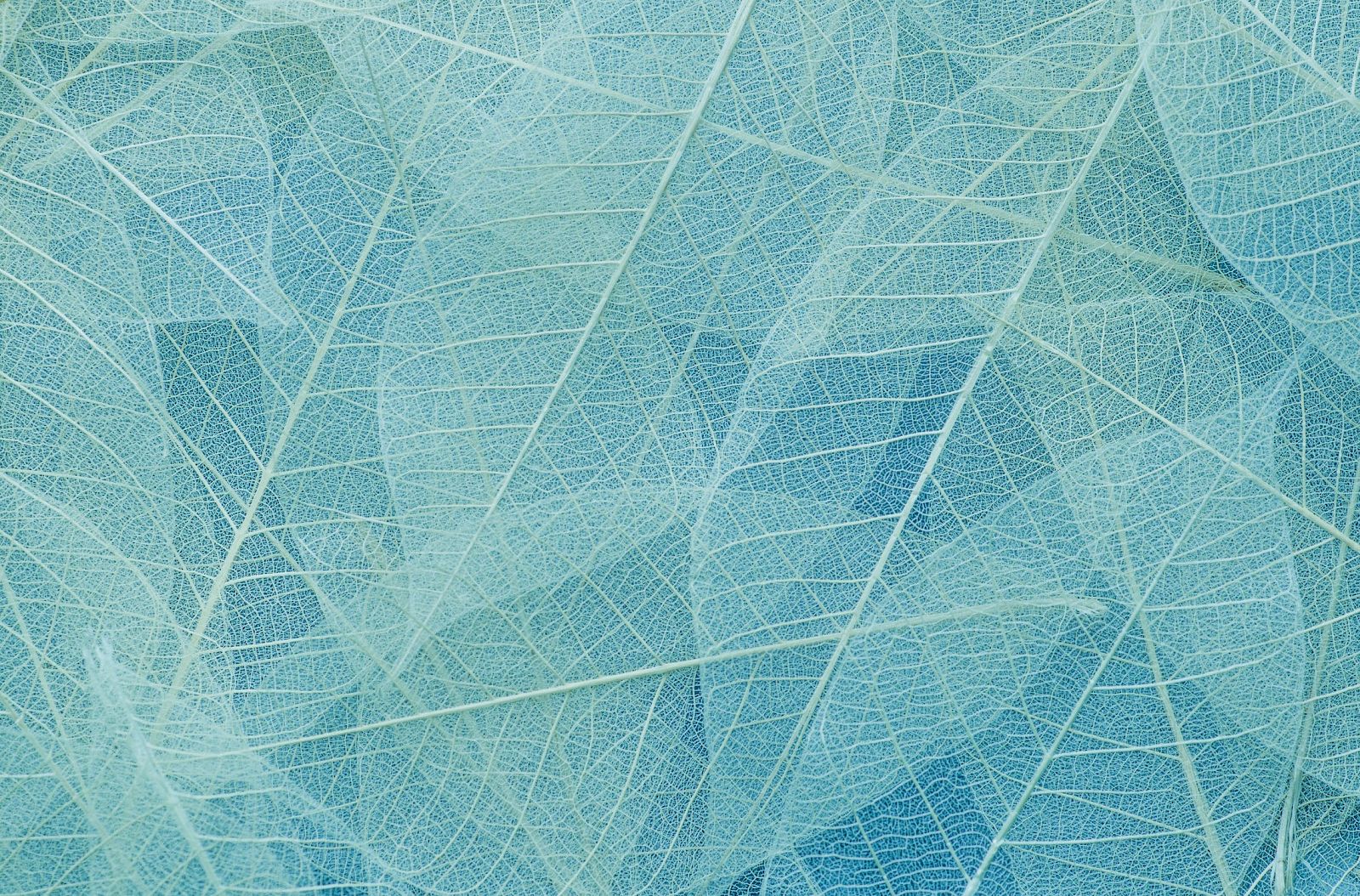 The image shows an arrangement of delicate, translucent leaves overlapping in shades of blue and green, creating a textured pattern.