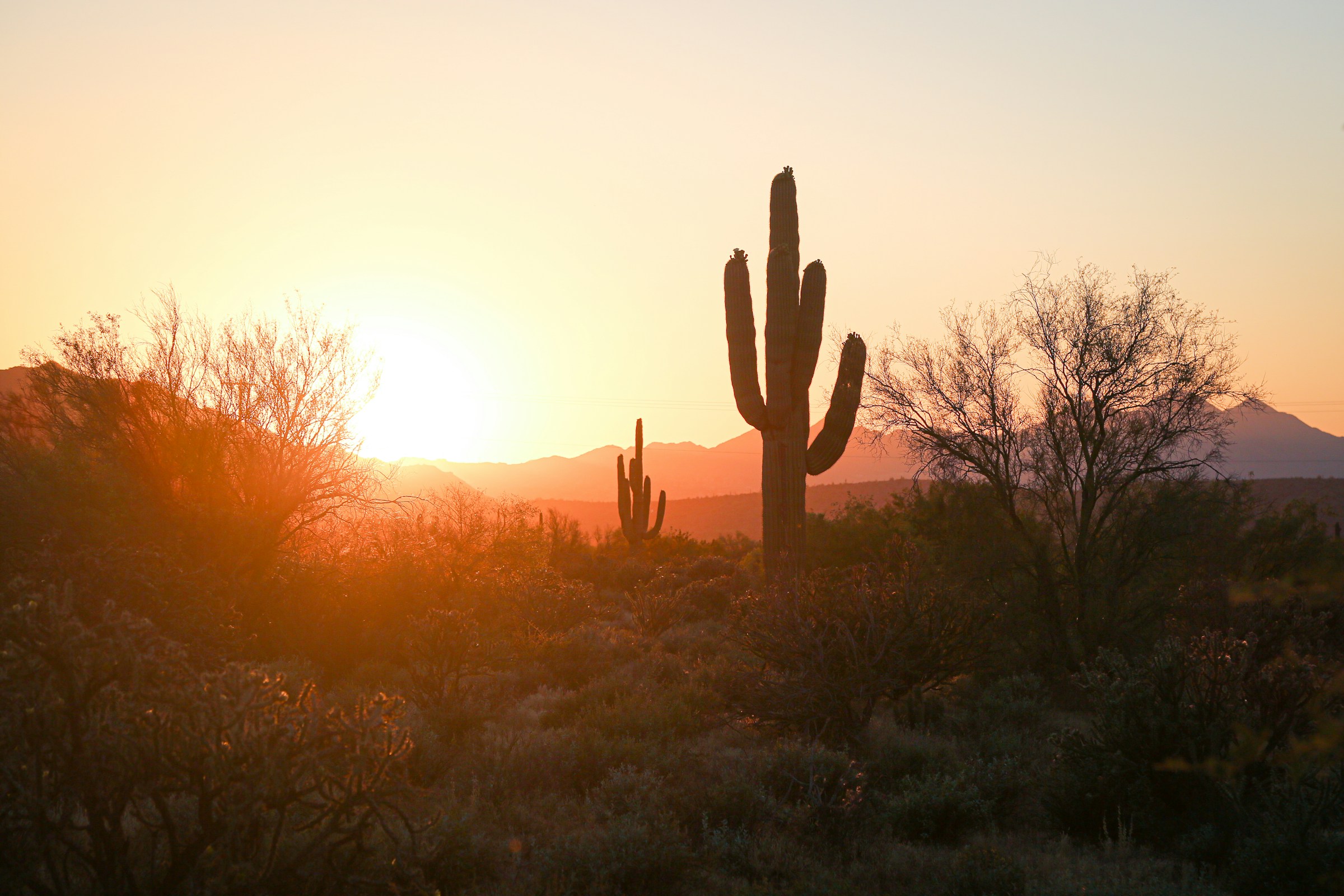 Things to Do in Phoenix | Explore Downtown Near Hotel San Carlos