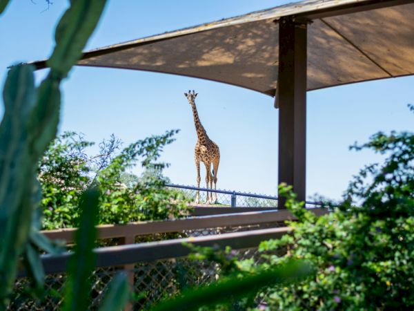 A giraffe stands under a canopy, surrounded by greenery and a fence, with a clear blue sky in the background.