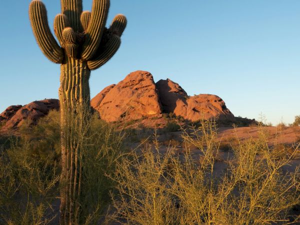 A tall cactus stands in the foreground with desert shrubs, and rocky hills are visible in the background under a clear blue sky.