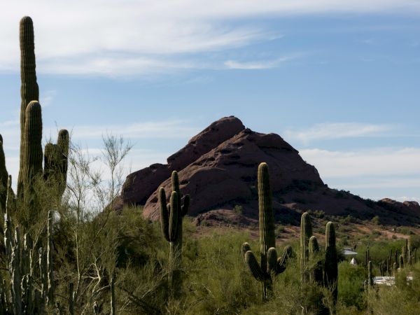The image shows a desert landscape with tall cacti and a rocky hill under a clear blue sky.